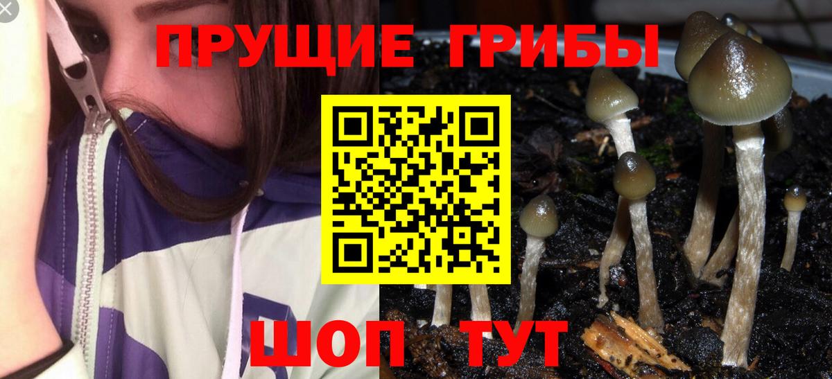 Долгопрудный  Псилоцибиновые грибы MAGIC MUSHROOMS  Вход с VPN 